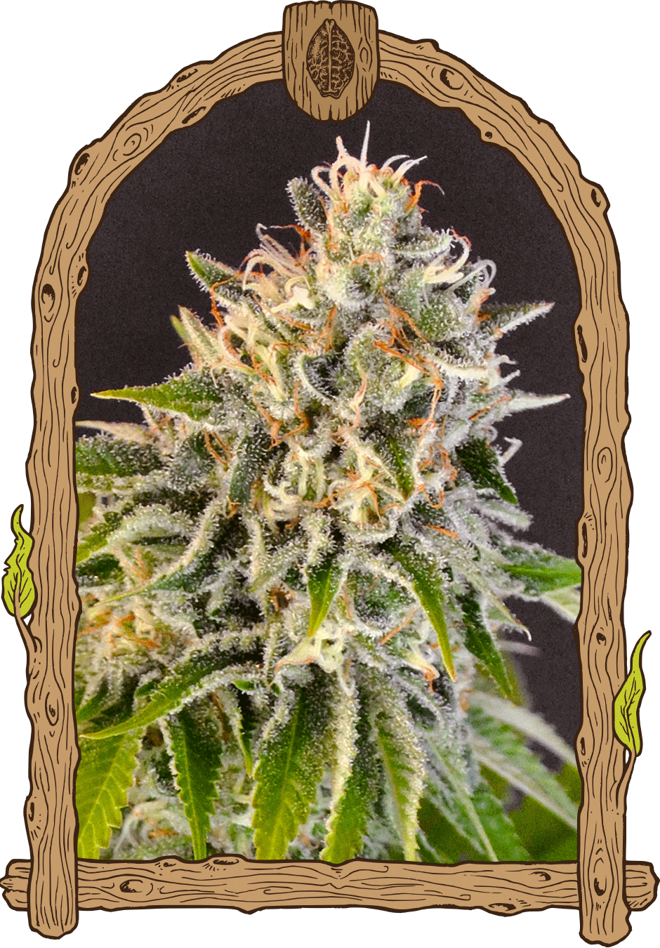 Exotic Biscotti - Cannaseuse - Curated Genetics - Exotic Seed