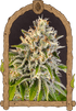 Exotic Biscotti - Cannaseuse - Curated Genetics - Exotic Seed