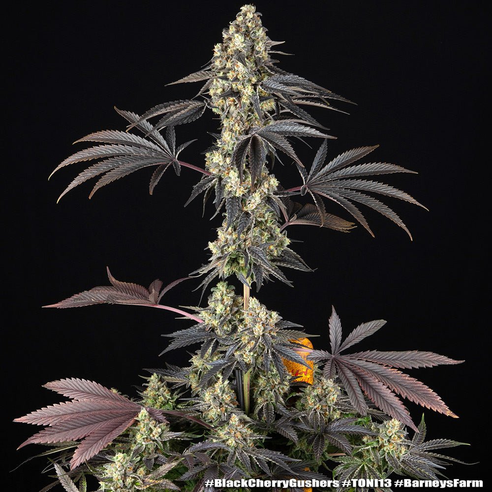 Black Cherry Gushers - Cannaseuse - Curated Genetics - Barney's Farm
