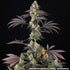 Black Cherry Gushers - Cannaseuse - Curated Genetics - Barney&