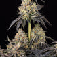 Black Cherry Gushers - Cannaseuse - Curated Genetics - Barney's Farm