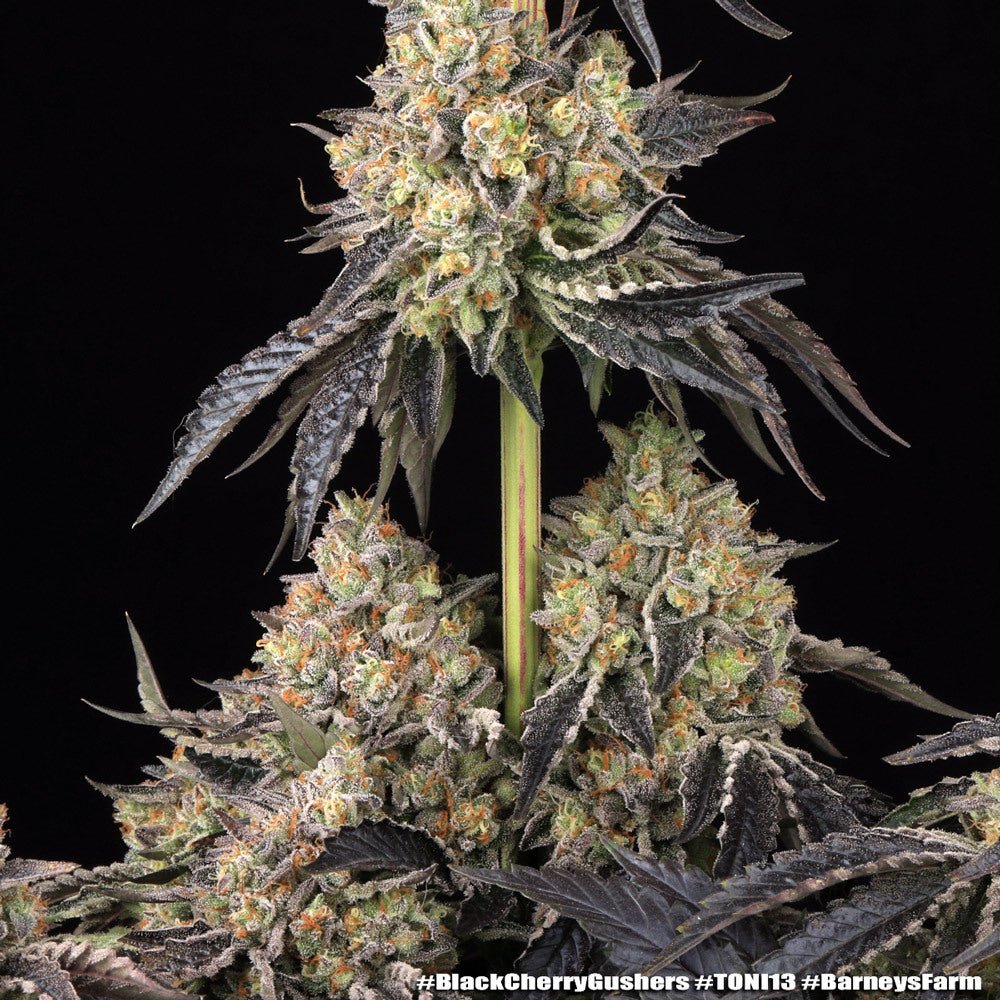 Black Cherry Gushers - Cannaseuse - Curated Genetics - Barney's Farm