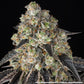 Black Cherry Gushers - Cannaseuse - Curated Genetics - Barney's Farm