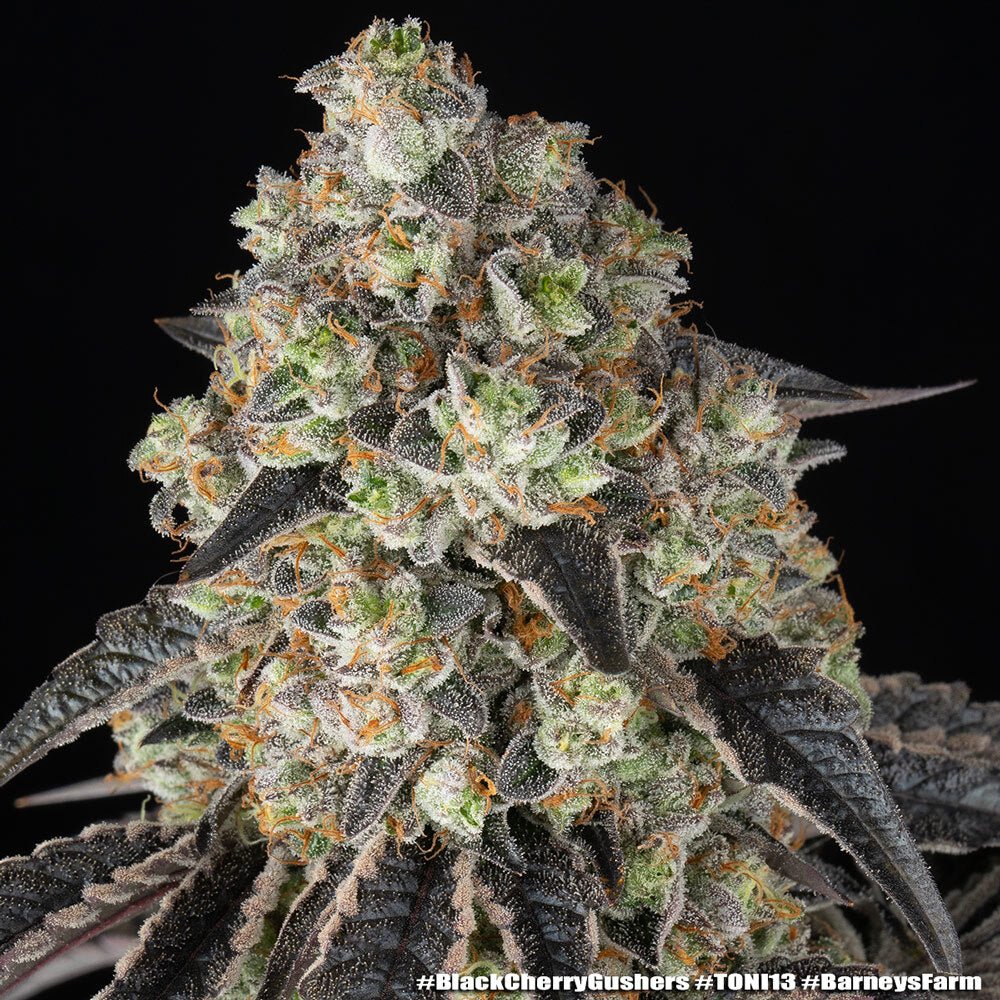 Black Cherry Gushers - Cannaseuse - Curated Genetics - Barney's Farm