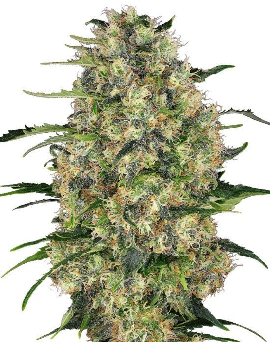Black Domina - Cannaseuse - Curated Genetics - Sensi Seeds