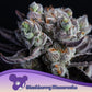 Anesia Seeds-Blackberry Moonrocks