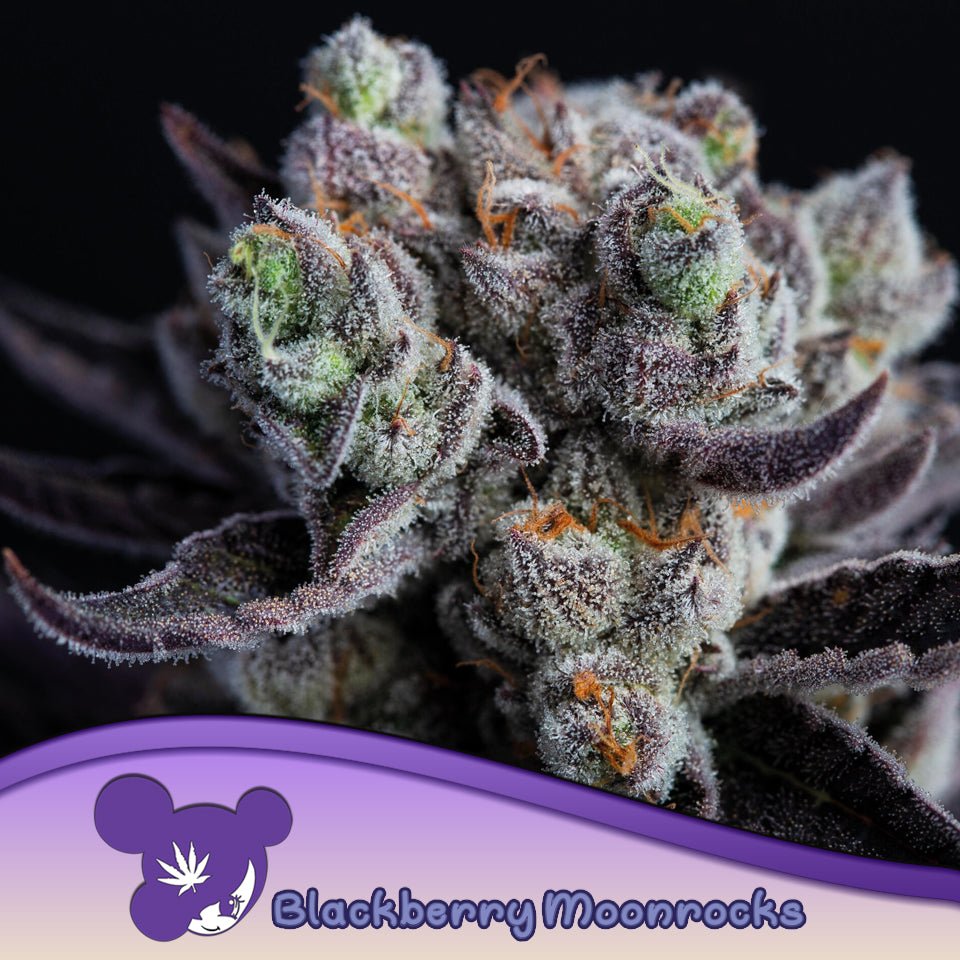 Blackberry Moonrocks