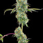 Grounded Genetics-Blucci OG