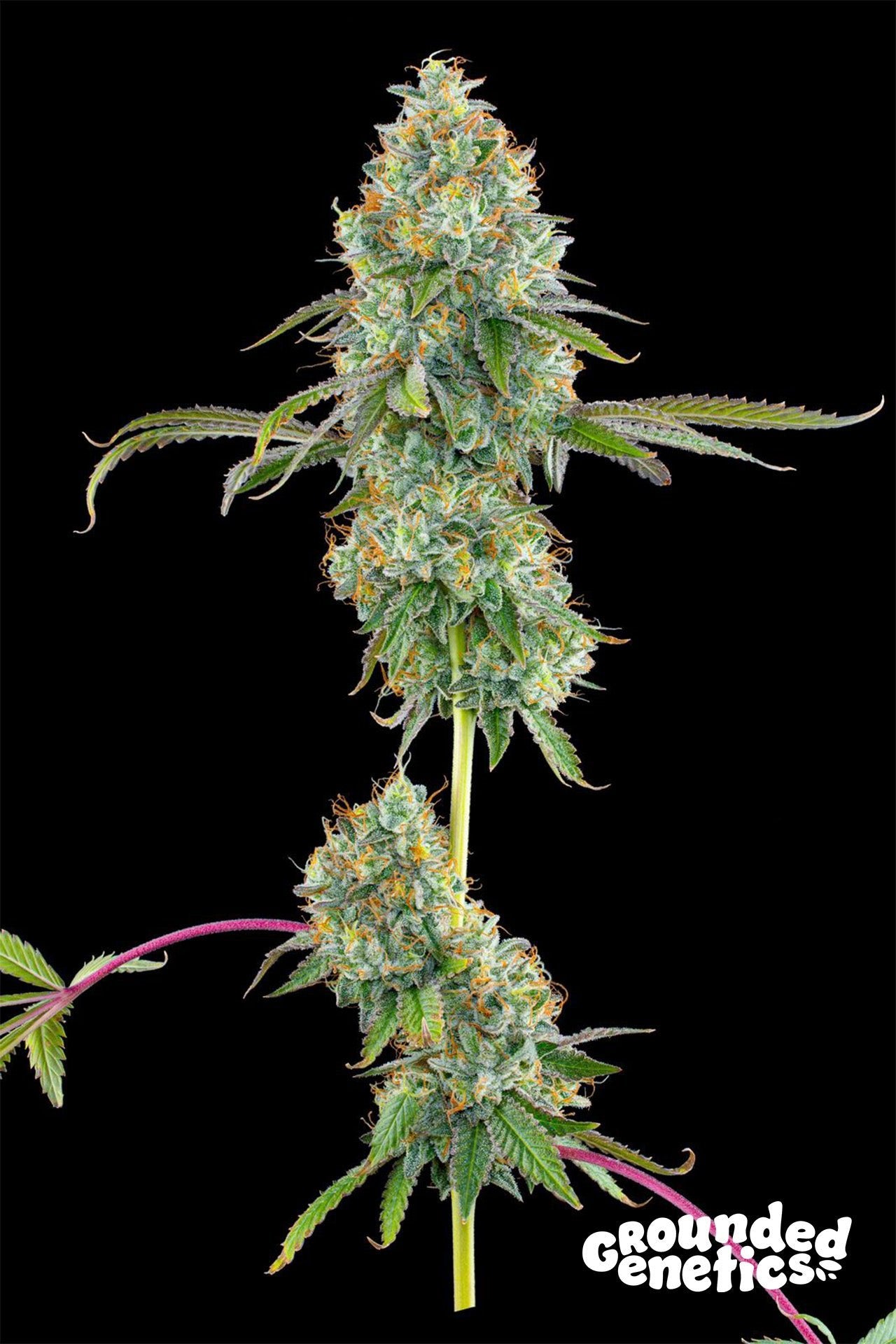 Grounded Genetics-Blucci OG