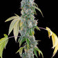 Grounded Genetics-Blucci OG