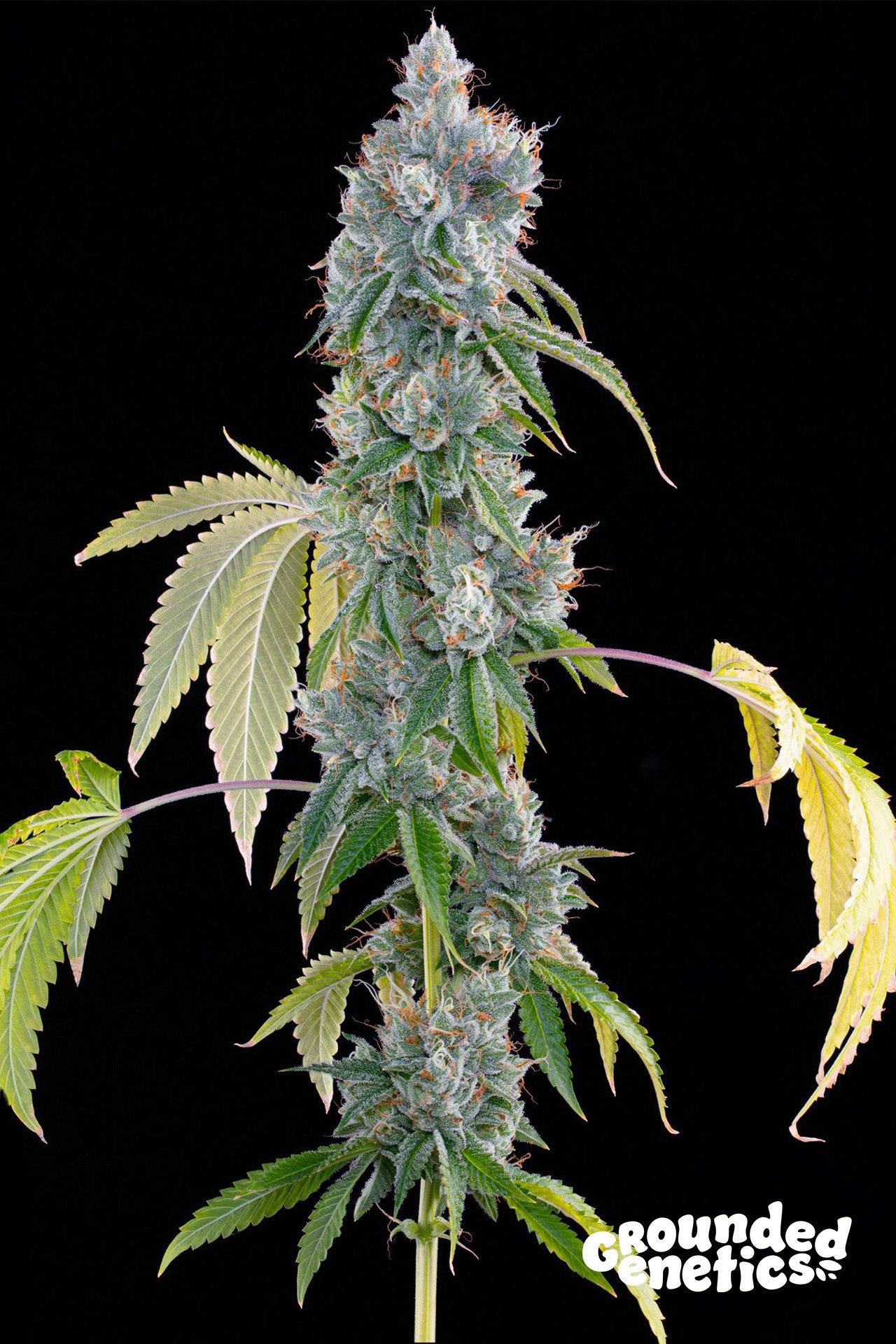Grounded Genetics-Blucci OG