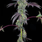 Grounded Genetics-Blucci OG