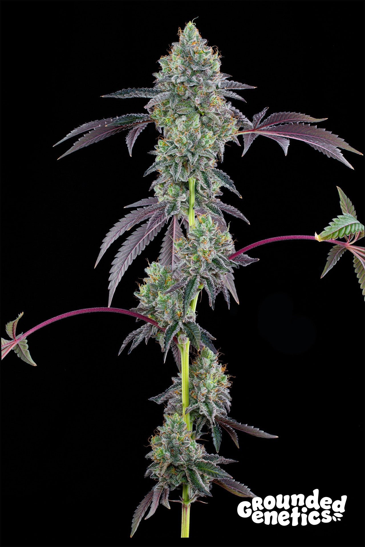 Grounded Genetics-Blucci OG