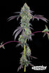 Grounded Genetics-Blucci OG