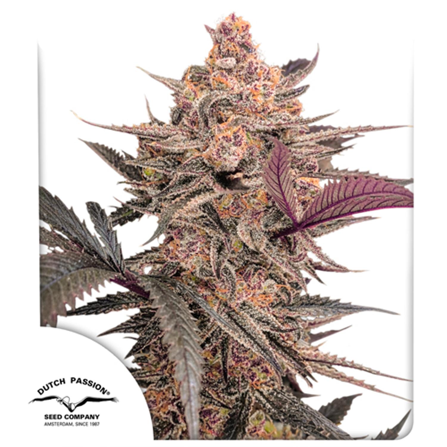 Dutch Passion-Blue Applez