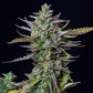 Blue Cheese Auto - Cannaseuse - Curated Genetics - Royal Queen Seeds