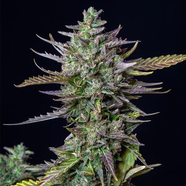 Blue Cheese Auto - Cannaseuse - Curated Genetics - Royal Queen Seeds