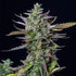 Blue Cheese Auto - Cannaseuse - Curated Genetics - Royal Queen Seeds