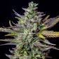 Blue Cheese Auto - Cannaseuse - Curated Genetics - Royal Queen Seeds