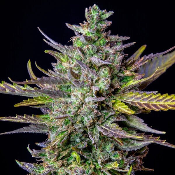 Blue Cheese Auto - Cannaseuse - Curated Genetics - Royal Queen Seeds