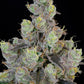 Grounded Genetics-Blue Chiesel