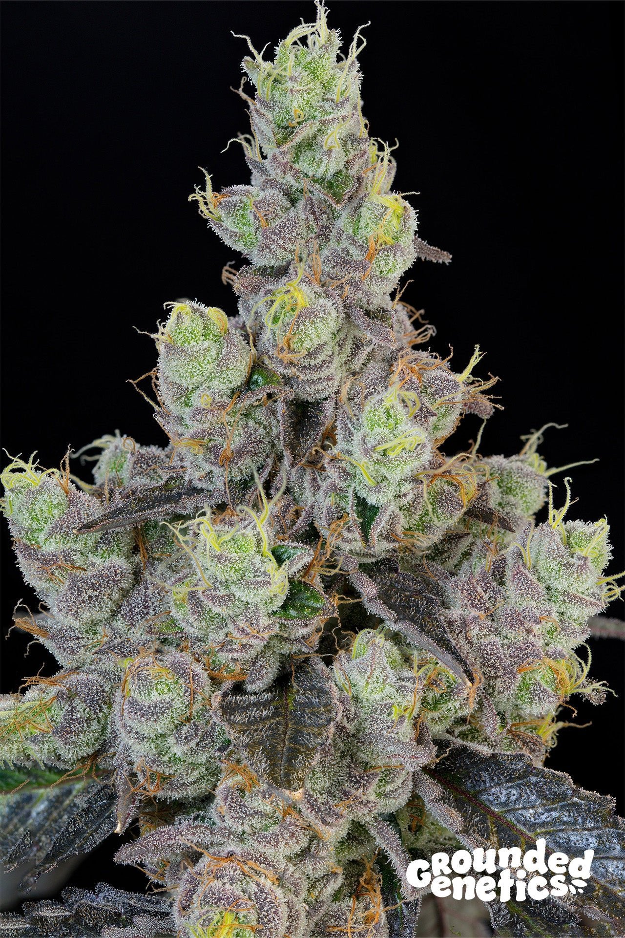 Grounded Genetics-Blue Chiesel