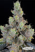 Grounded Genetics-Blue Chiesel