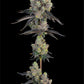 Grounded Genetics-Blue Chiesel