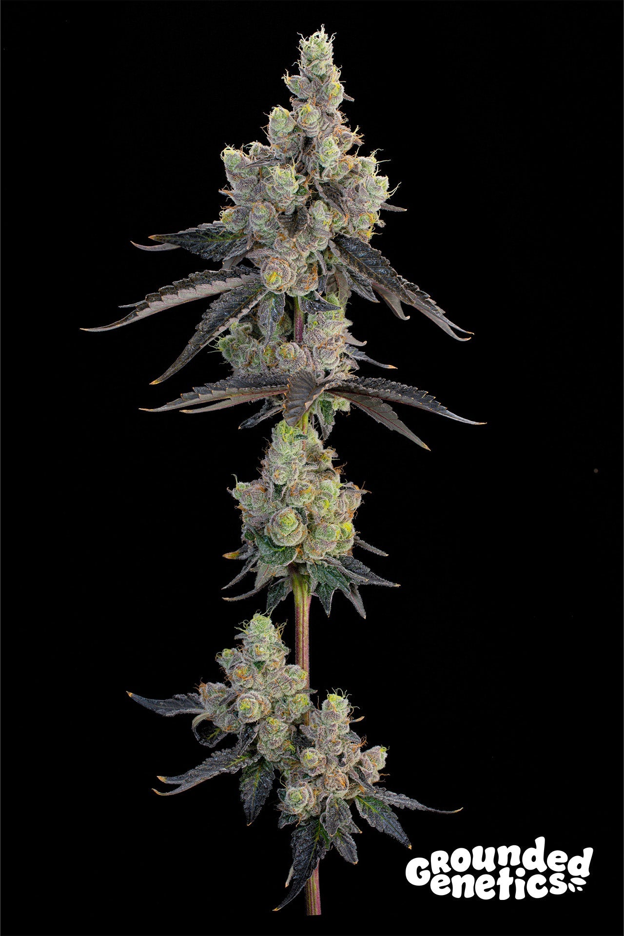 Grounded Genetics-Blue Chiesel