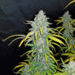 Blue Dream Auto - Cannaseuse - Curated Genetics - 42 Fast Buds