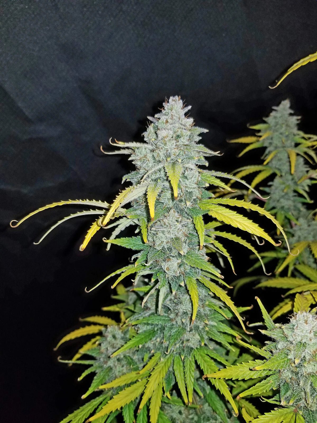 Blue Dream Auto - Cannaseuse - Curated Genetics - 42 Fast Buds