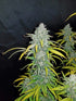 Blue Dream Auto - Cannaseuse - Curated Genetics - 42 Fast Buds
