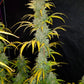 Blue Dream Auto - Cannaseuse - Curated Genetics - 42 Fast Buds