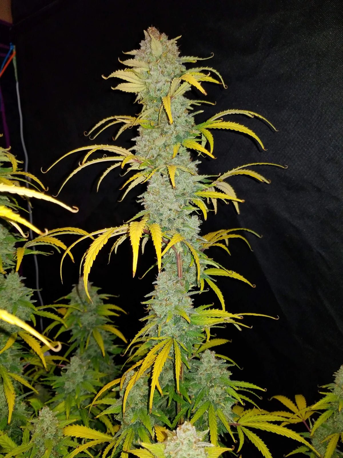 Blue Dream Auto - Cannaseuse - Curated Genetics - 42 Fast Buds