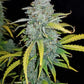 Blue Dream Auto - Cannaseuse - Curated Genetics - 42 Fast Buds