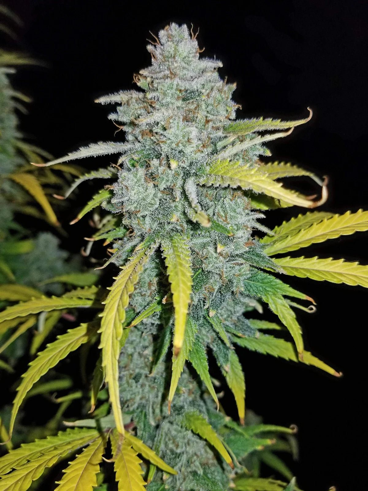 Blue Dream Auto - Cannaseuse - Curated Genetics - 42 Fast Buds
