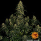 Blue Gelato 41 - Cannaseuse - Curated Genetics - Barney's Farm