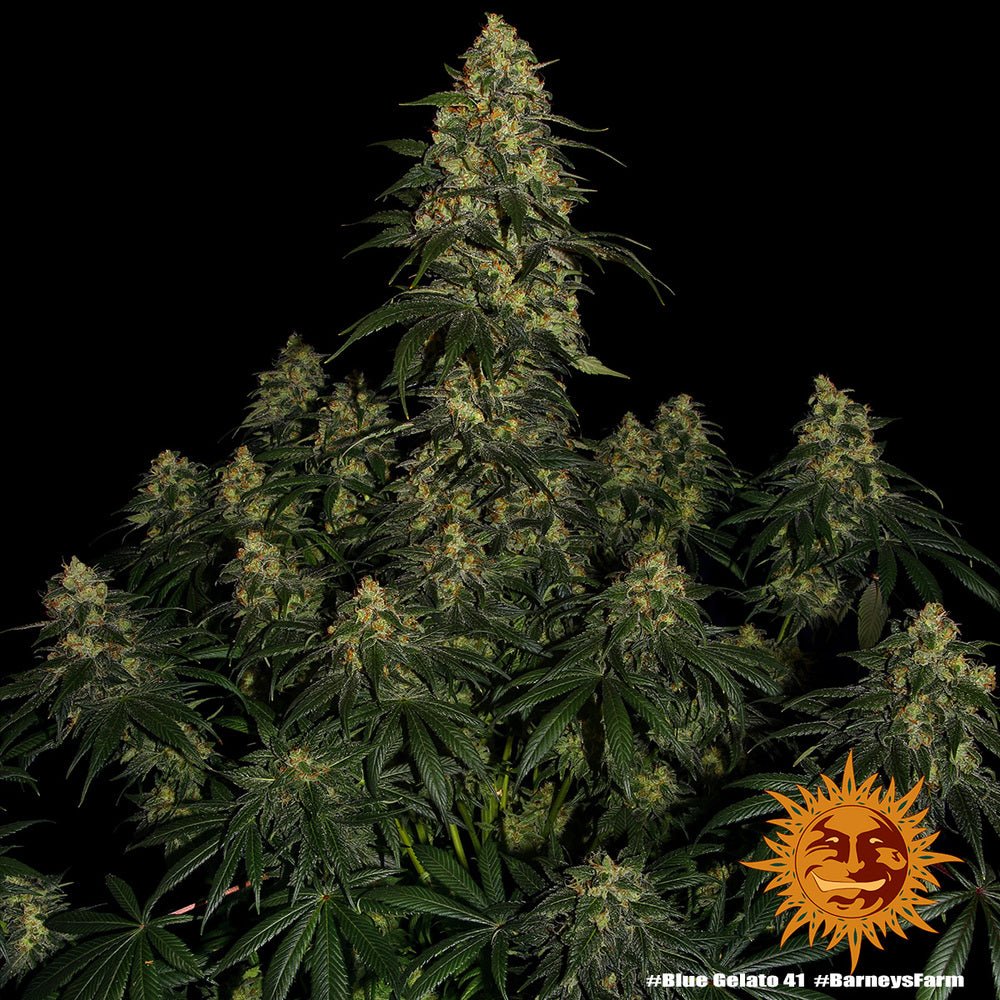 Blue Gelato 41 - Cannaseuse - Curated Genetics - Barney's Farm