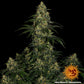 Blue Gelato 41 - Cannaseuse - Curated Genetics - Barney's Farm