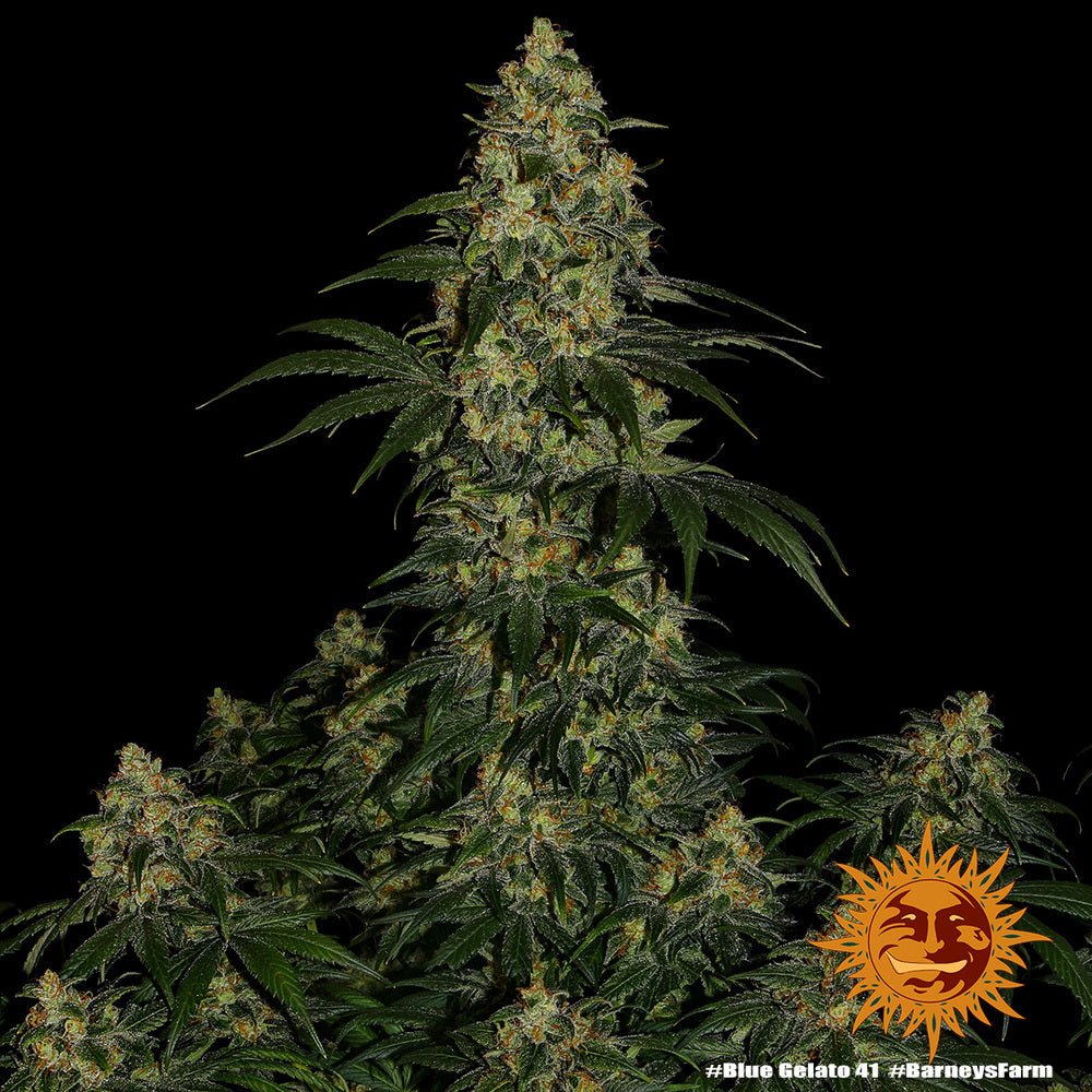 Blue Gelato 41 - Cannaseuse - Curated Genetics - Barney's Farm