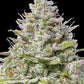 Blue Gelato 41 - Cannaseuse - Curated Genetics - Barney's Farm