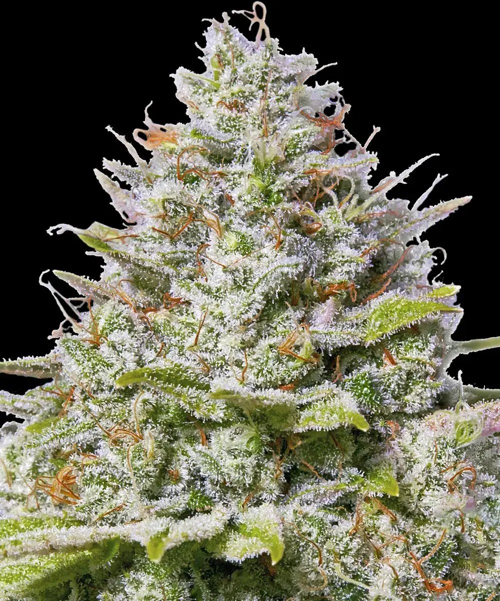 Blue Gelato 41 - Cannaseuse - Curated Genetics - Barney's Farm