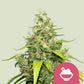 Blue Gelato - Cannaseuse - Curated Genetics - Royal Queen Seeds