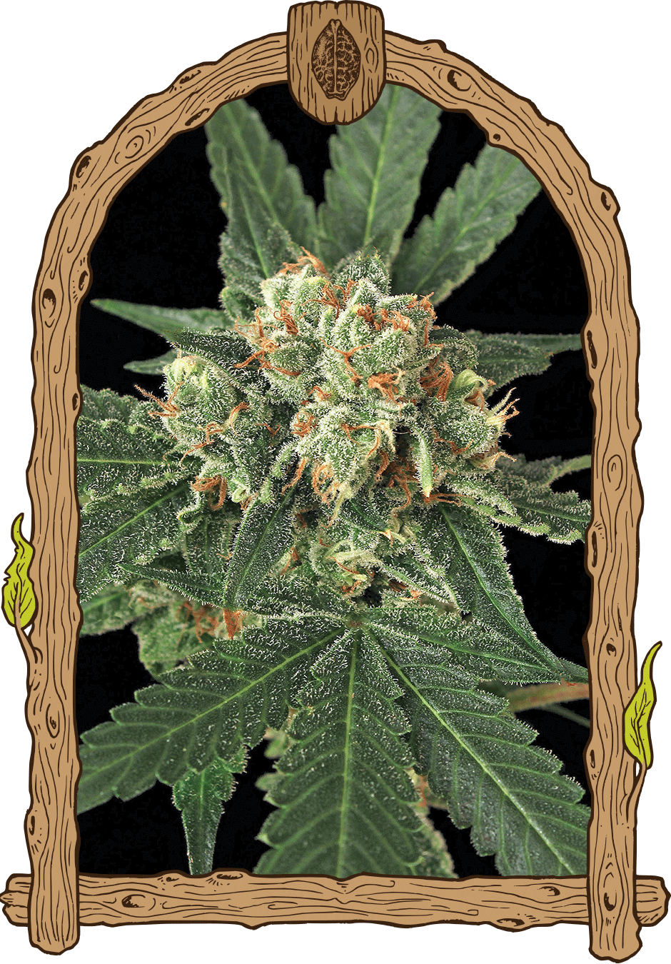 Exotic Seed-Blue Monkey