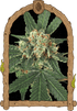 Exotic Seed-Blue Monkey