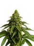 Grateful Seeds-Blue Nap