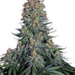 Blue Skunk - Cannaseuse - Curated Genetics - Sensi Seeds