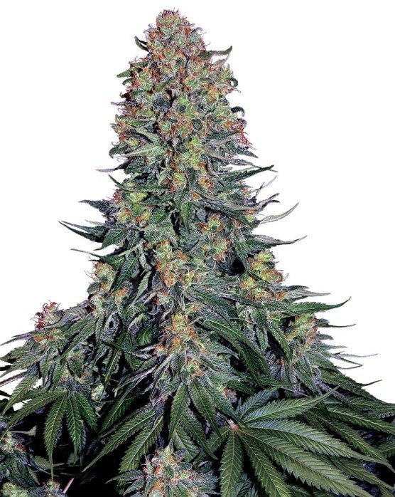 Blue Skunk - Cannaseuse - Curated Genetics - Sensi Seeds
