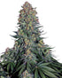 Blue Skunk - Cannaseuse - Curated Genetics - Sensi Seeds