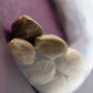 Blue Skunk - Cannaseuse - Curated Genetics - Sensi Seeds